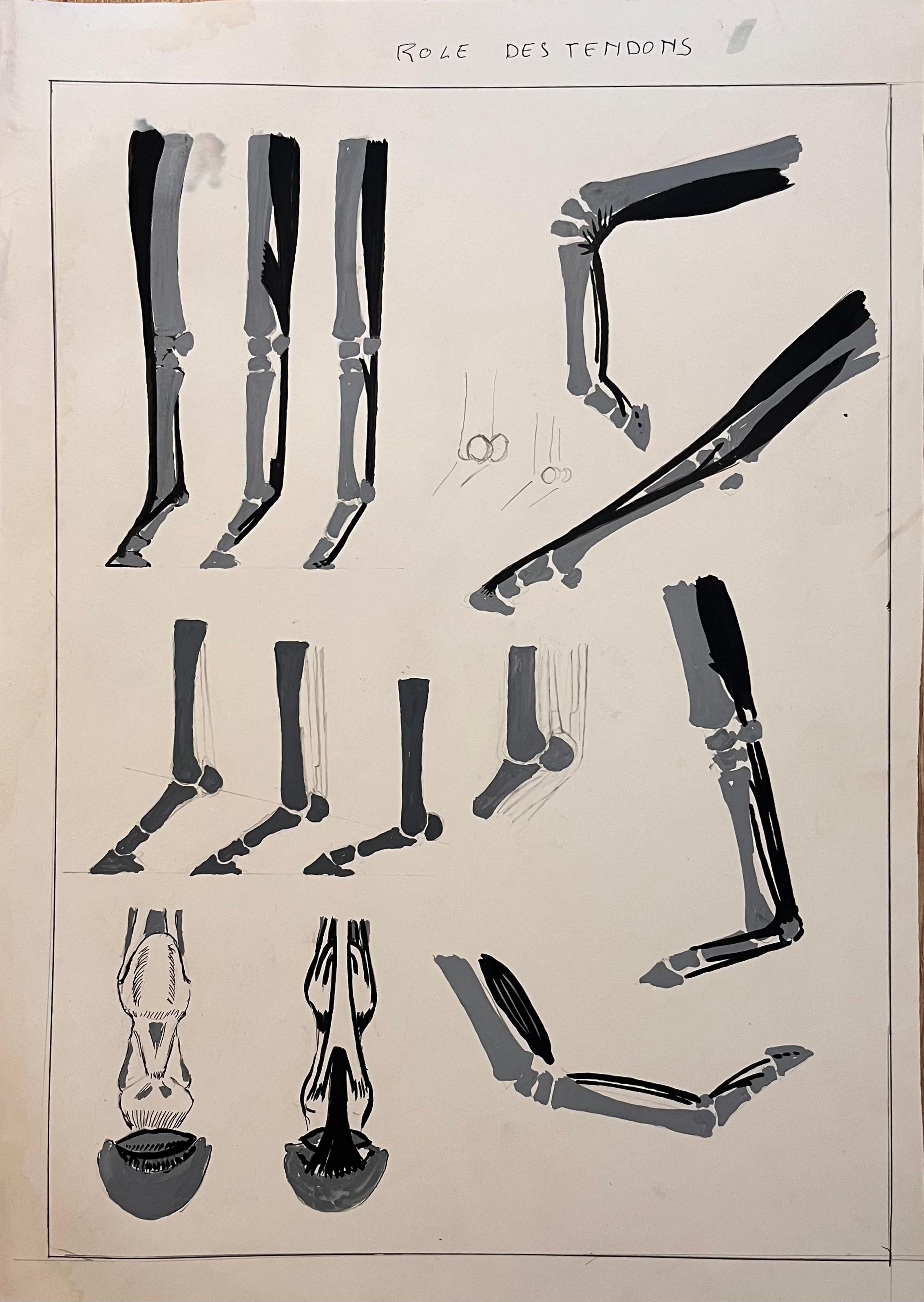 Original französische Anatomische Equine-Studie des Rohrs von Tendons, Französisch