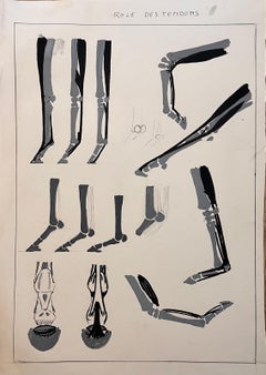 Original französische Anatomische Equine-Studie des Rohrs von Tendons, Französisch