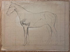 Étude anatomique française originale au crayon d'un cheval de profil
