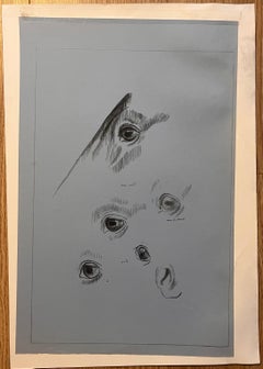 Estudio anatómico original francés a lápiz de los ojos y la nariz de un caballo