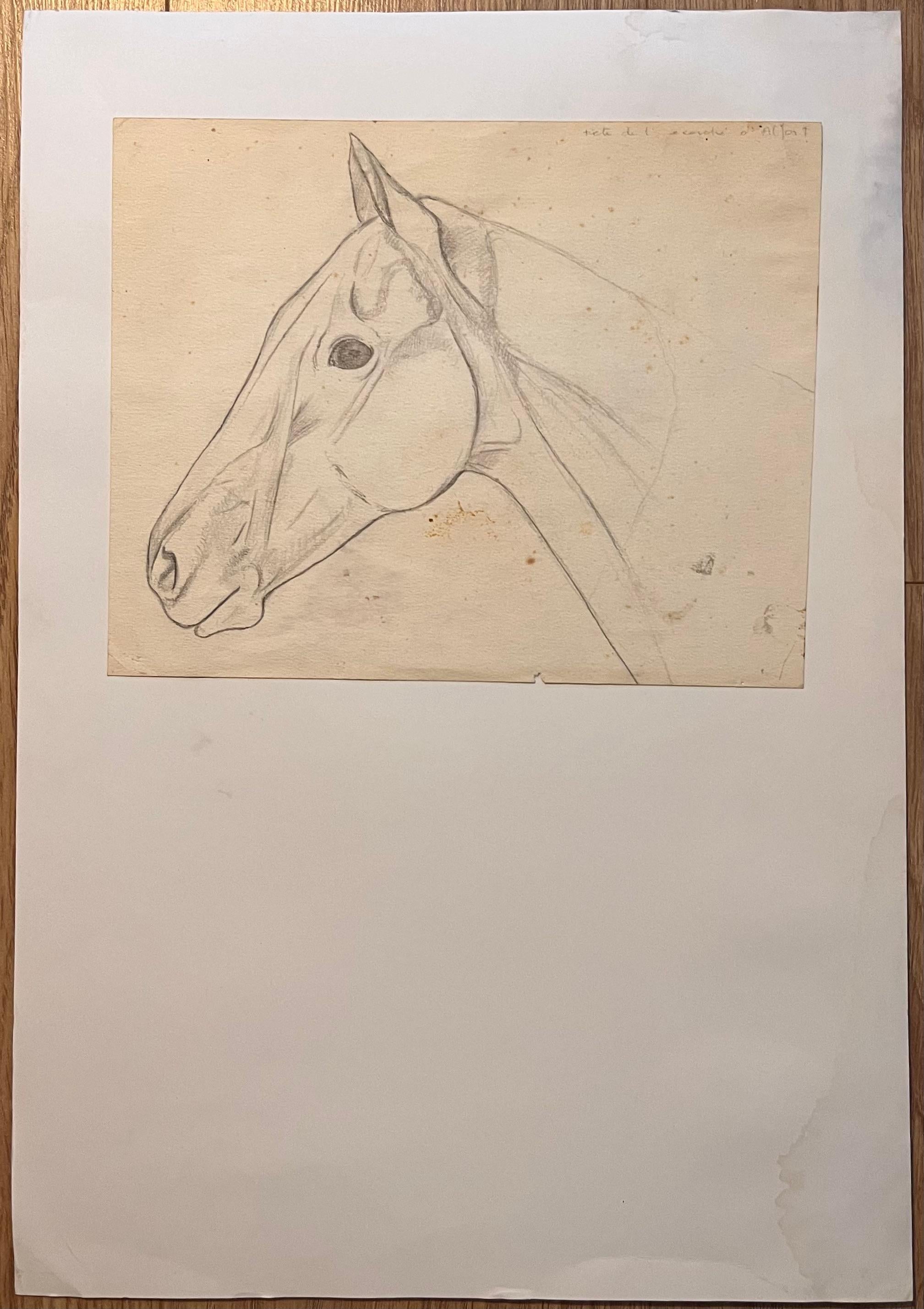 Original French Anatomical Pencil Study of Horse's Head - Art by Robert Ladou
