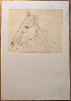 Original French Anatomical Pencil Study of Horse's Head