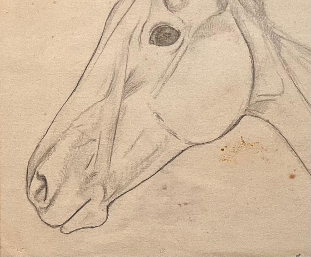 Original French Anatomical Pencil Study of Horse's Head - Academic Art by Robert Ladou
