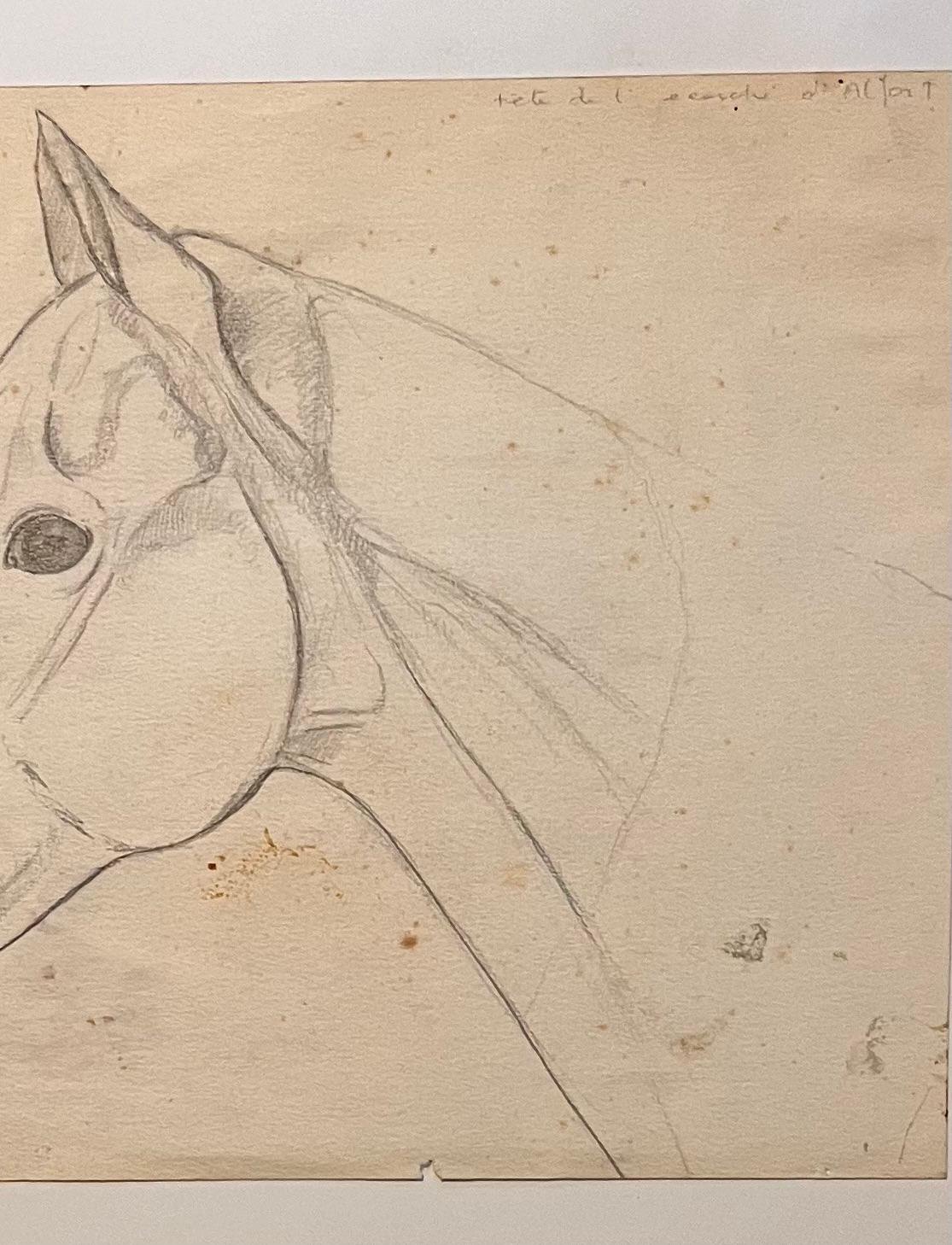 Original French Anatomical Pencil Study of Horse's Head - Beige Animal Art by Robert Ladou