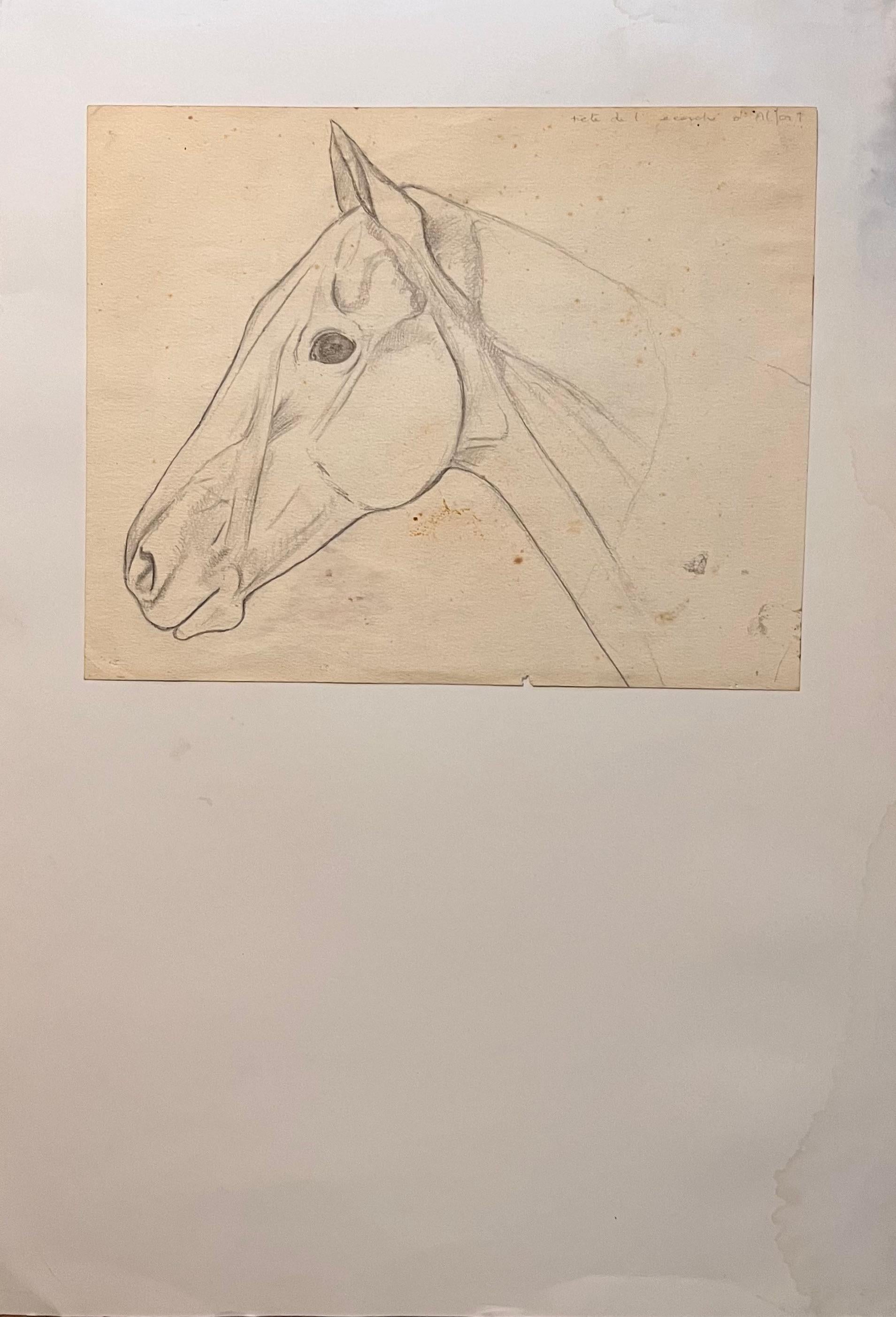 Robert Ladou Animal Art - Original French Anatomical Pencil Study of Horse's Head