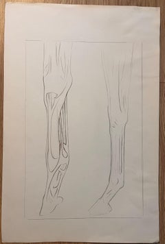 Original French Anatomical Pencil Study of Horse’s Limb