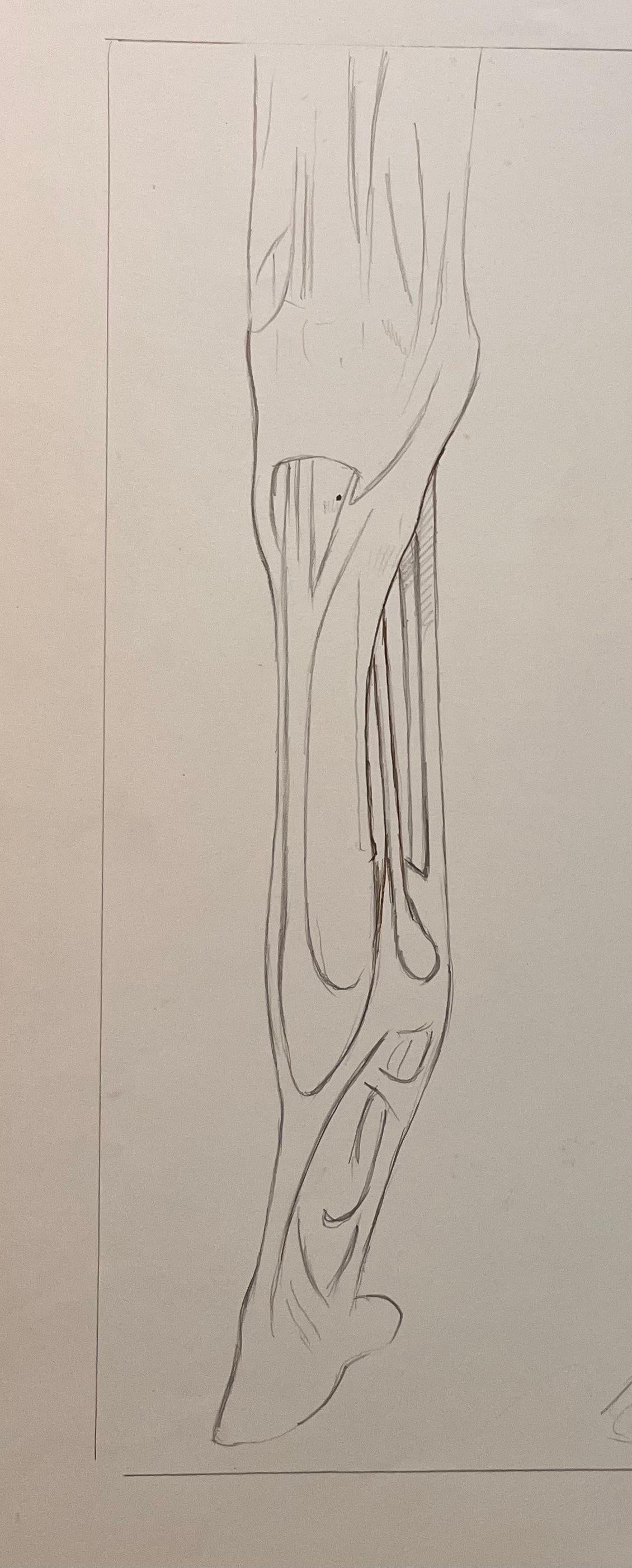 Original French Anatomical Pencil Study of Horse’s Limb - Academic Art by Robert Ladou