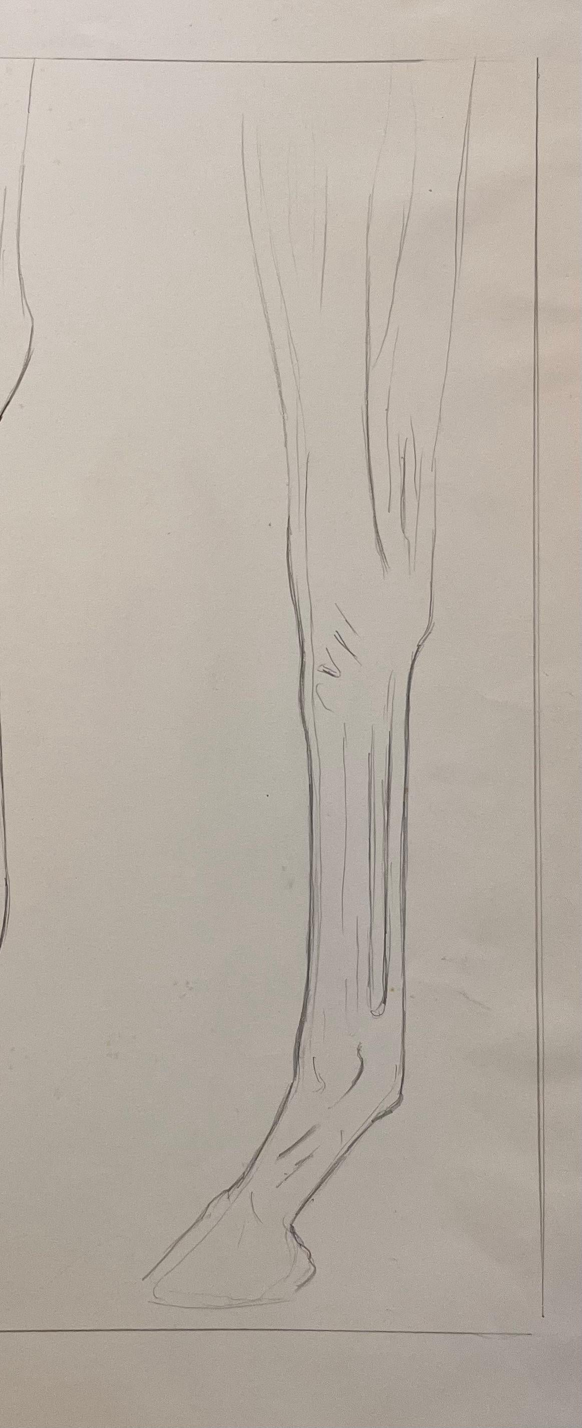Original French Anatomical Pencil Study of Horse’s Limb For Sale 1