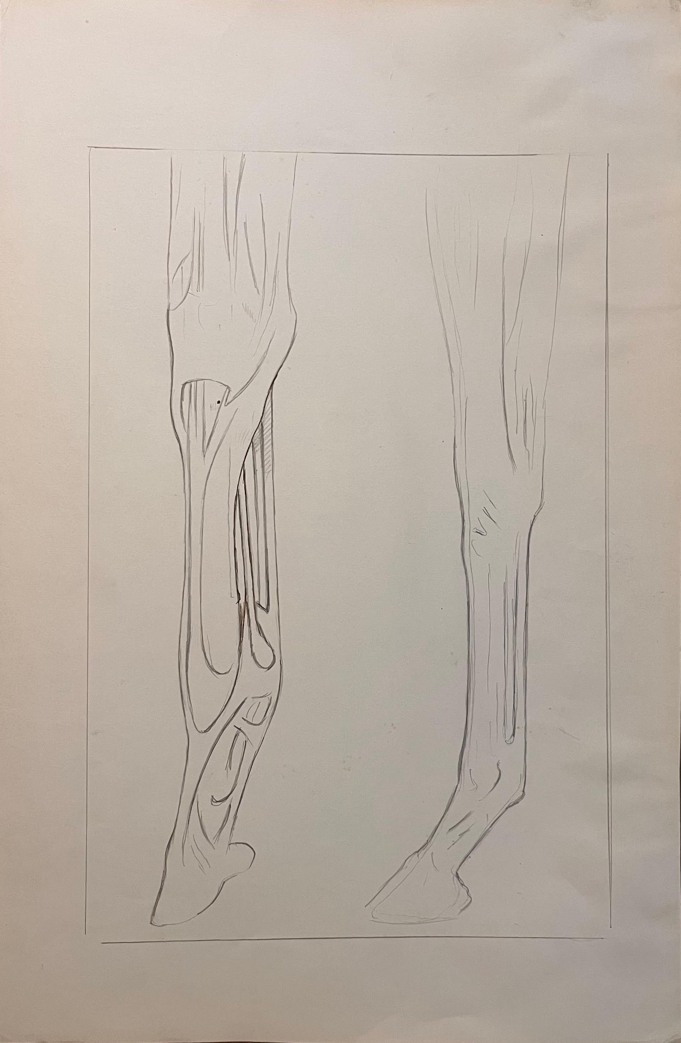 Robert Ladou Animal Art - Original French Anatomical Pencil Study of Horse’s Limb