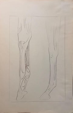 Original französische anatomische Bleistiftstudie der Gliedmaßen eines Pferdes