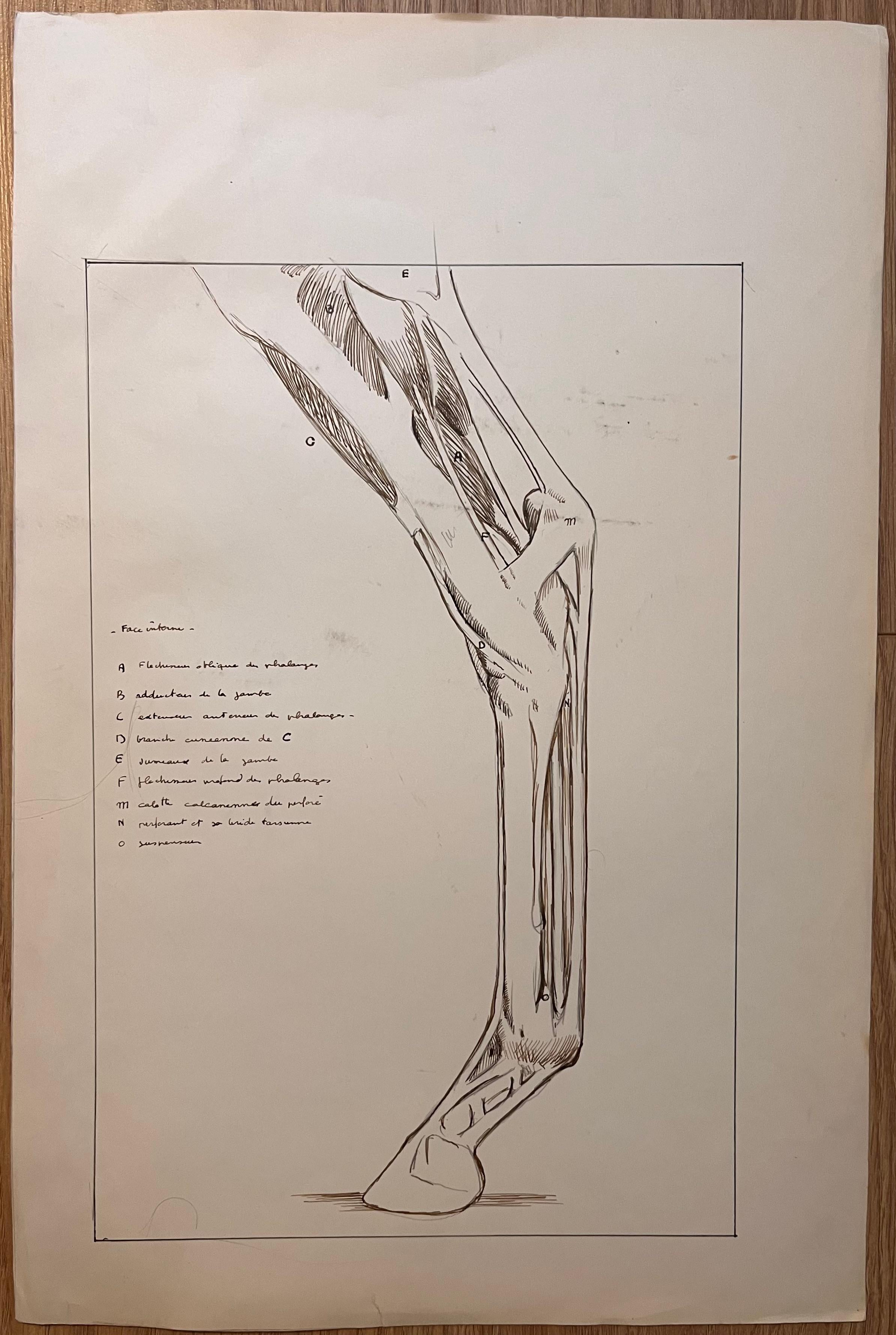 Original French Anatomical Study of a Horse's Leg - Art by Robert Ladou