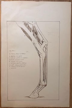 Estudio anatómico original francés de una pata de caballo