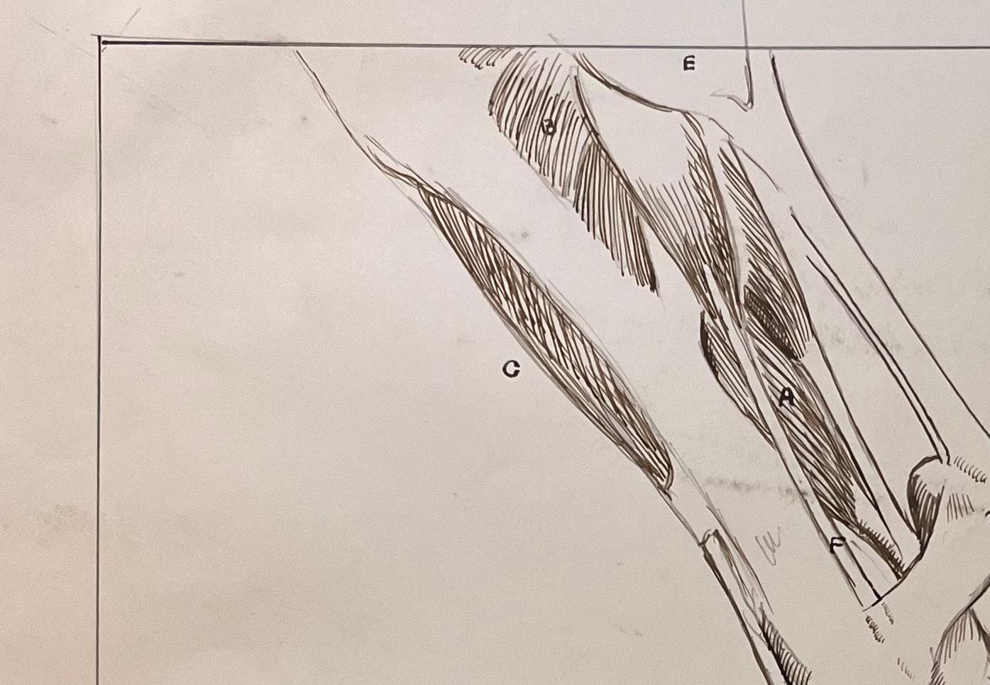 Original French Anatomical Study of a Horse's Leg - Academic Art by Robert Ladou