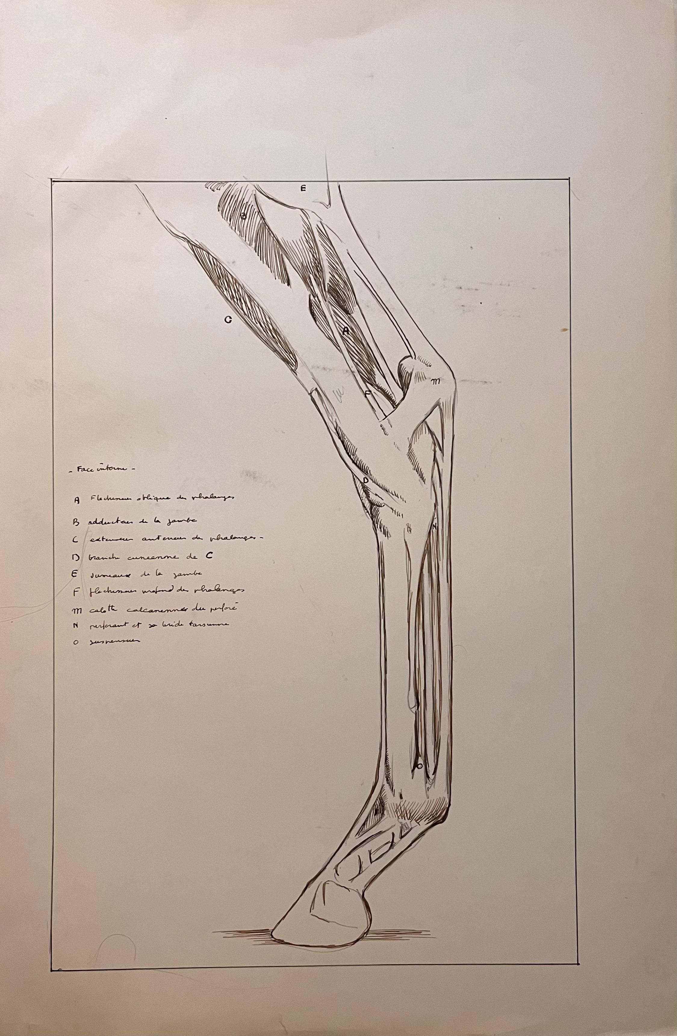 Original French Anatomical Study of a Horse's Leg