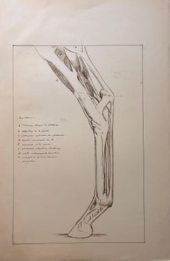 Französische Anatomische Studie eines Pferdebeins, Original
