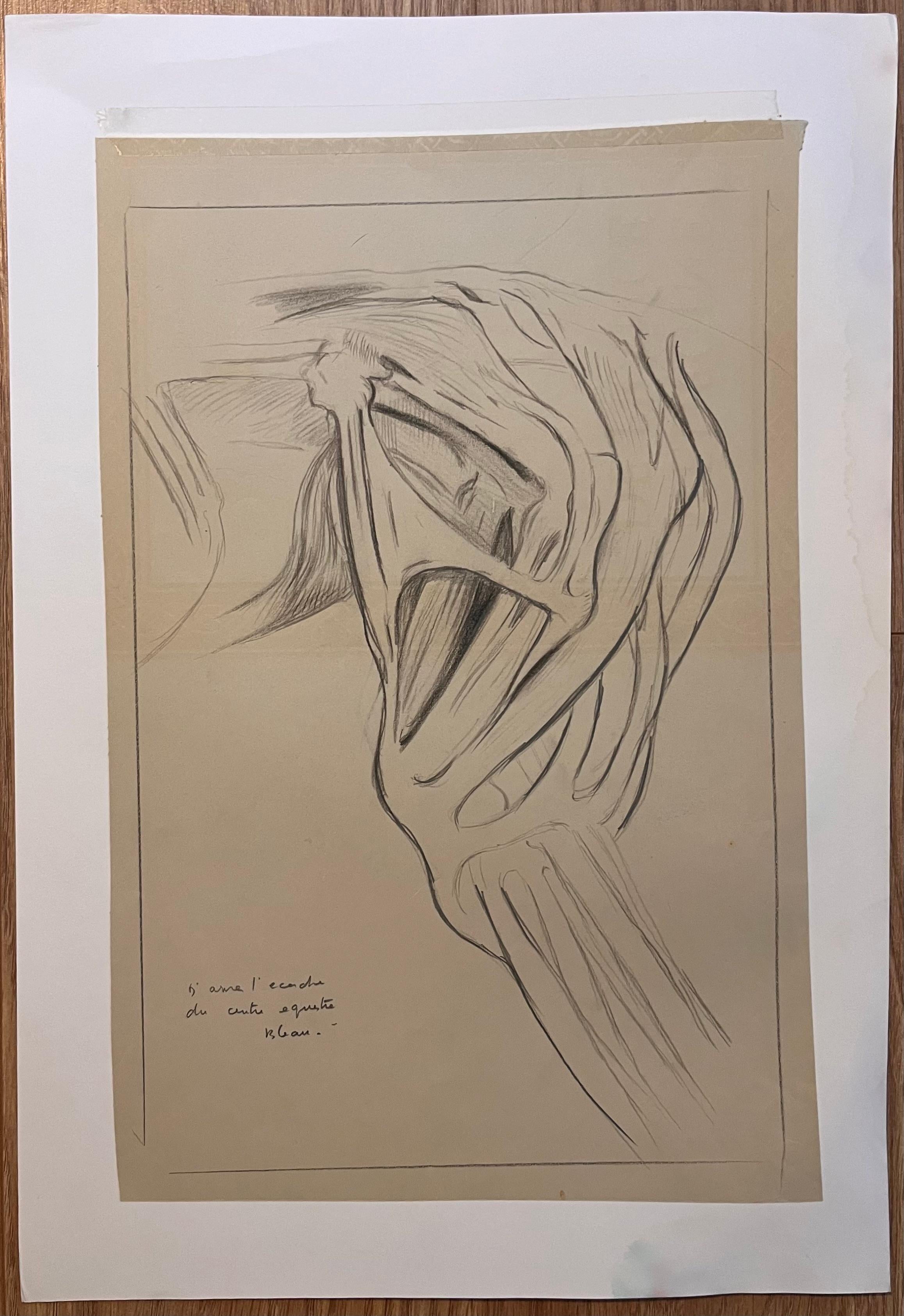 Studio anatomico originale francese della spalla di un cavallo - Art di Robert Ladou
