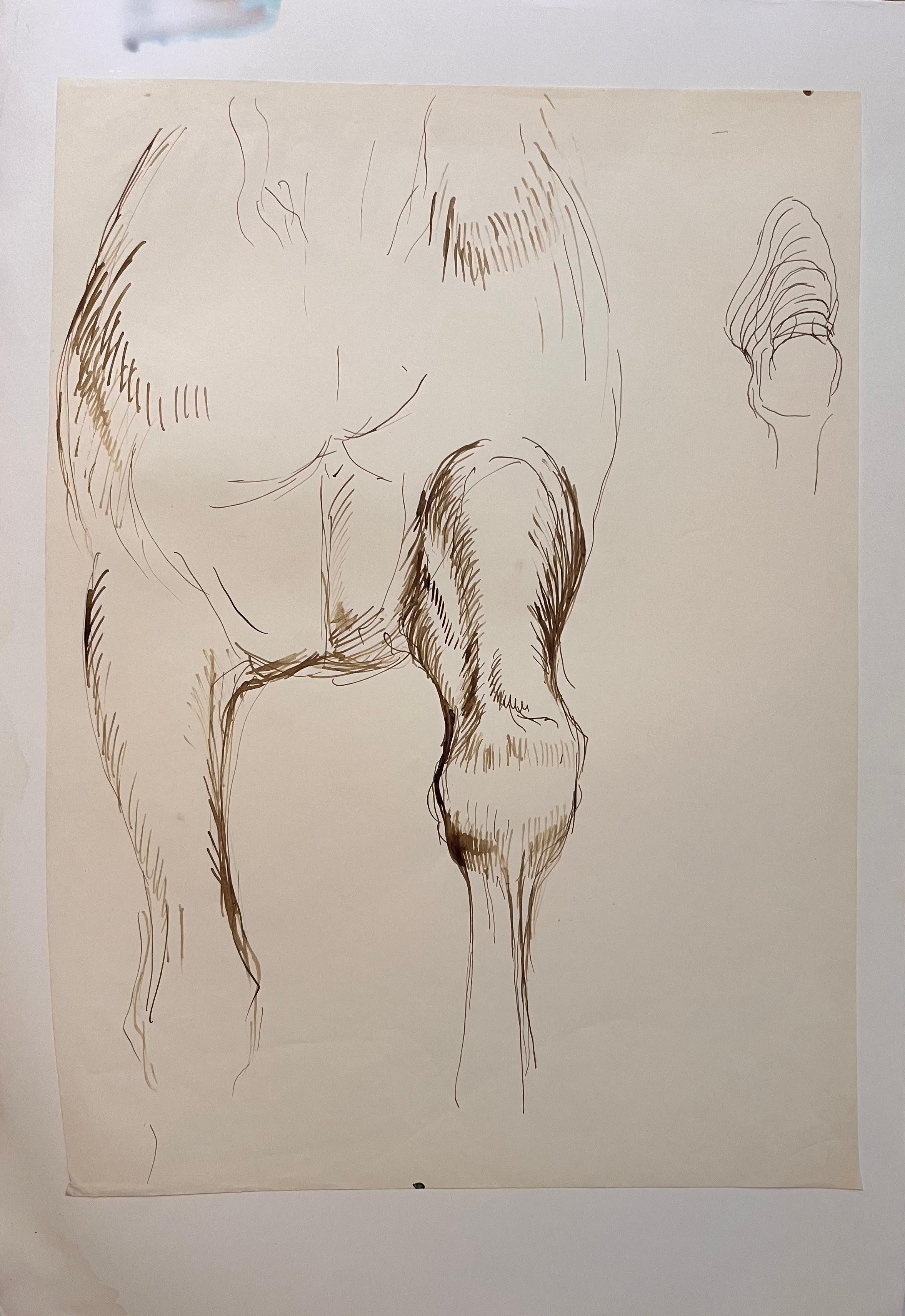Original French Anatomical Study of a Horse's Stride