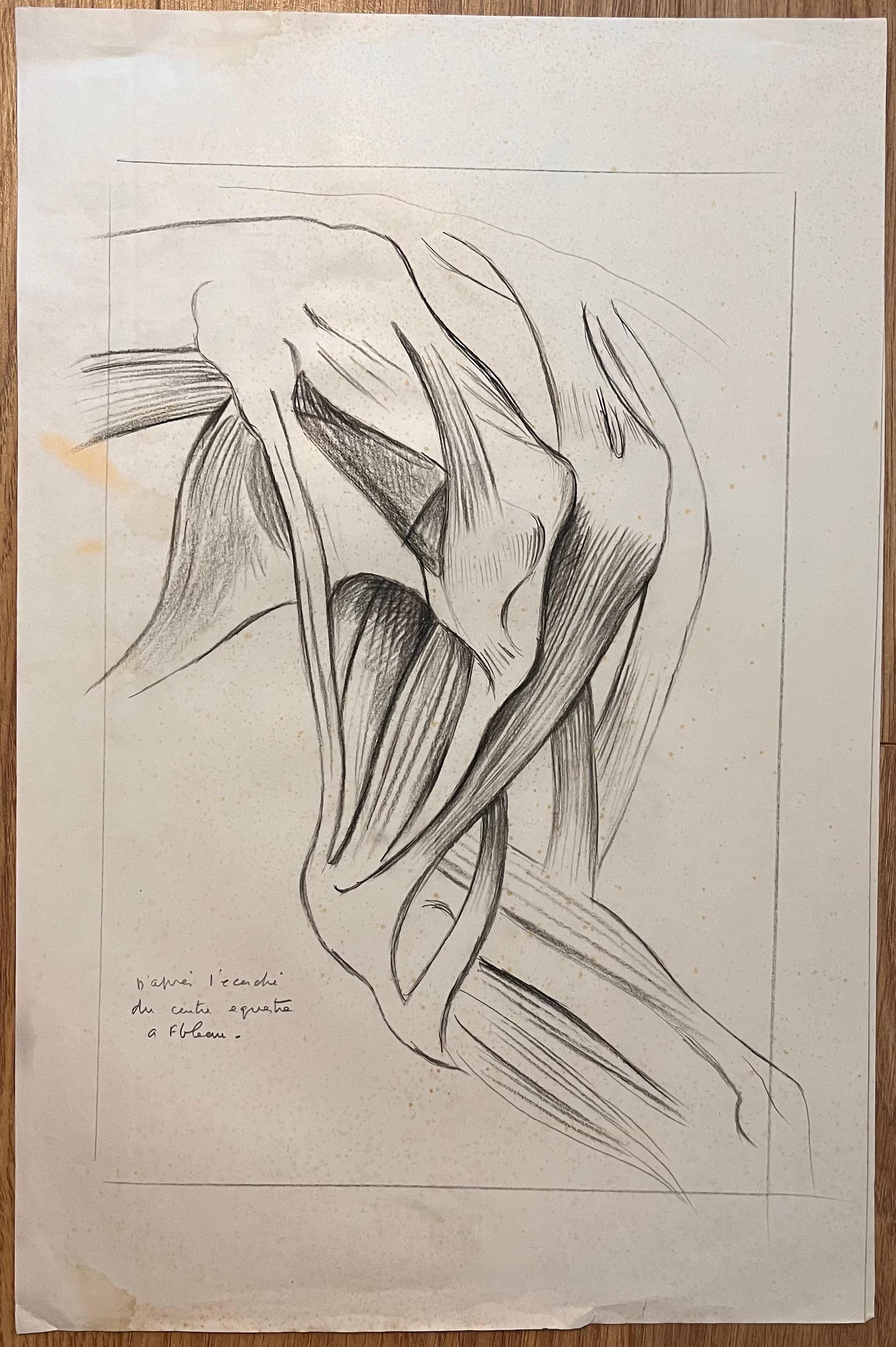 Studio anatomico originale francese dei muscoli delle zampe equine - Painting di Robert Ladou