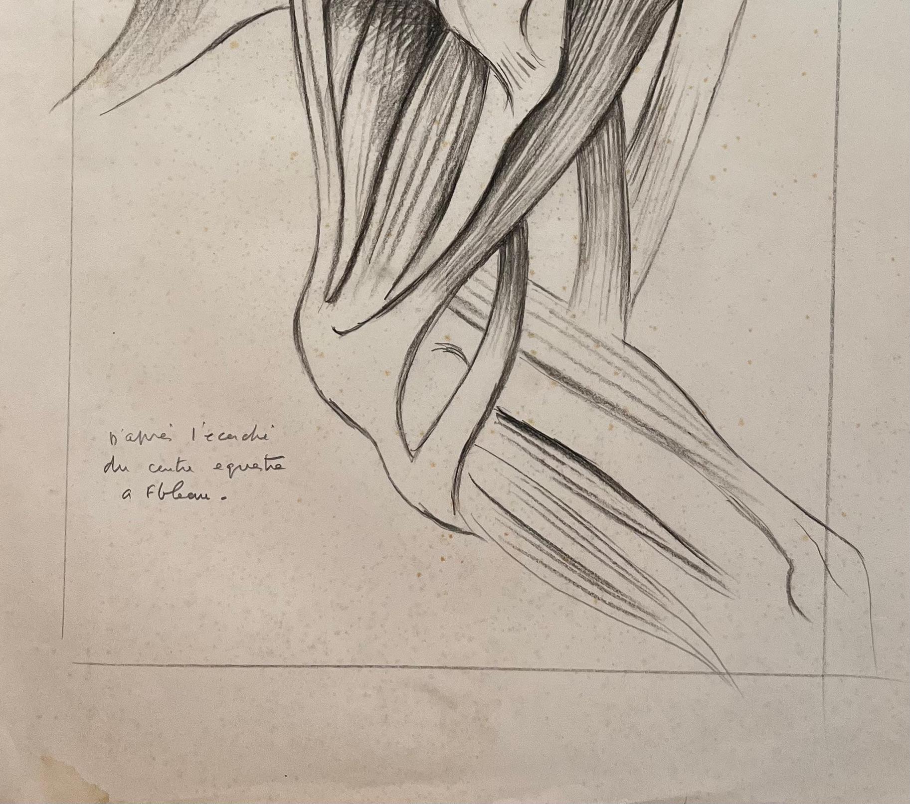 Studio anatomico originale francese dei muscoli delle zampe equine - Animal Painting Beige di Robert Ladou