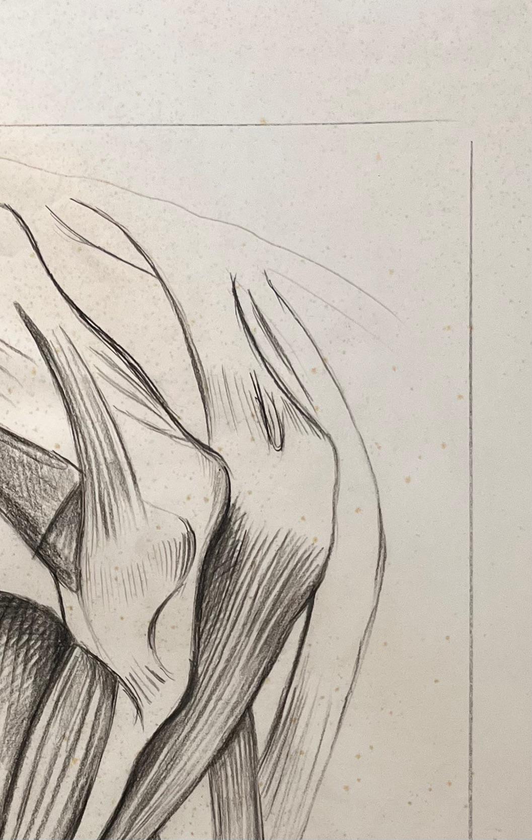 Titolo: Studio anatomico originale francese dei muscoli delle gambe equine

Artista: Robert Ladou (francese, 1929-2014)
Mezzo: Matita su carta
Dimensioni: 19,5 (altezza) x 12,75 (larghezza)
Firmato: No
Condit: Buono, qualche leggera usura