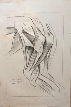 Original French Anatomical Study of Equine Leg Muscles