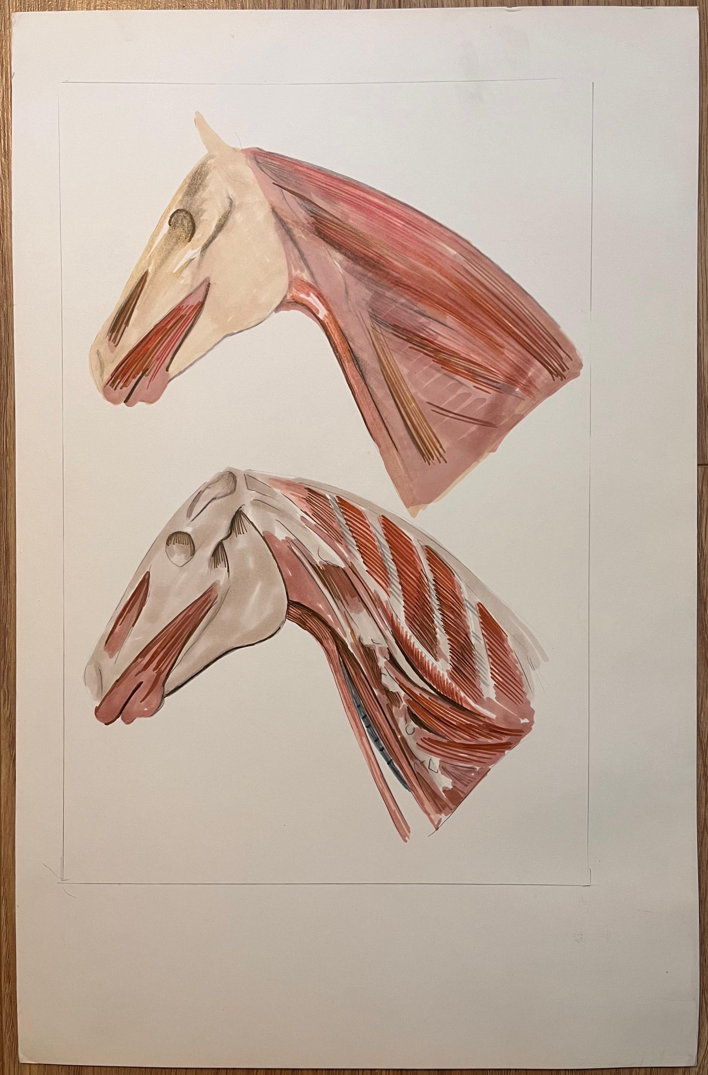 Studio anatomico originale francese della testa e del collo del cavallo - Art di Robert Ladou
