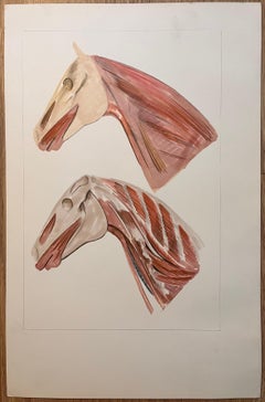 Estudio anatómico original francés de la cabeza y el cuello del caballo