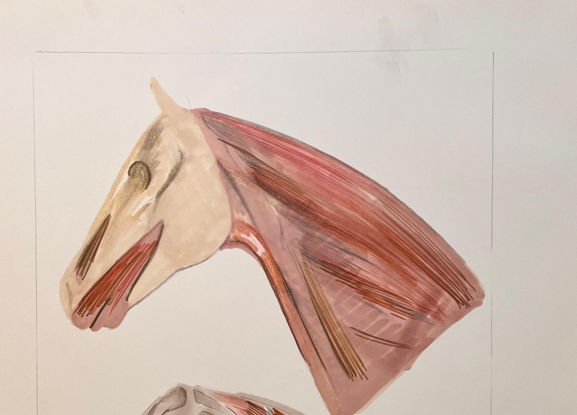 Studio anatomico originale francese della testa e del collo del cavallo - Art Accademia di Robert Ladou