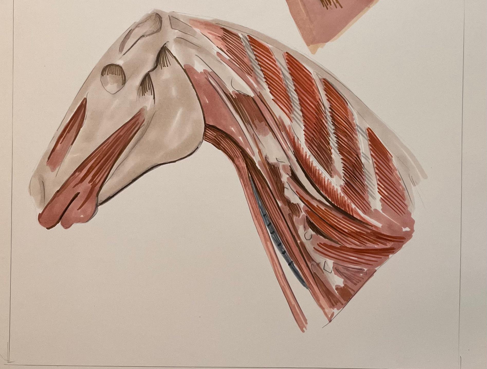 Studio anatomico originale francese della testa e del collo del cavallo - Animal Art Beige di Robert Ladou