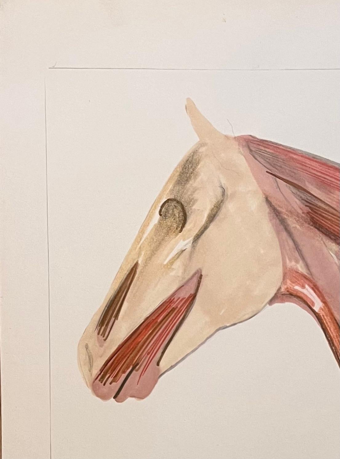 Titolo: Studio anatomico originale francese della testa e del collo di un cavallo
Artista: Robert Ladou (francese, 1929-2014)
Mezzo: Penna e matita su cartoncino
Dimensioni: 19,75 (altezza) x 12,75 (larghezza)
Firmato: No
Condizioni: