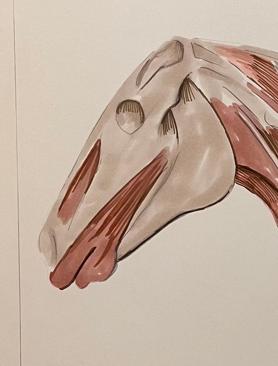 Studio anatomico originale francese della testa e del collo del cavallo in vendita 1