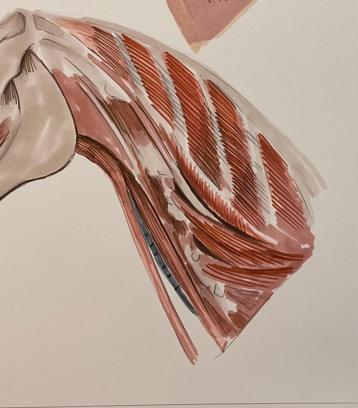 Studio anatomico originale francese della testa e del collo del cavallo in vendita 2