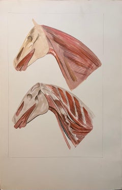 Französische Anatomische französische Studie von Pferdekopf und Hals