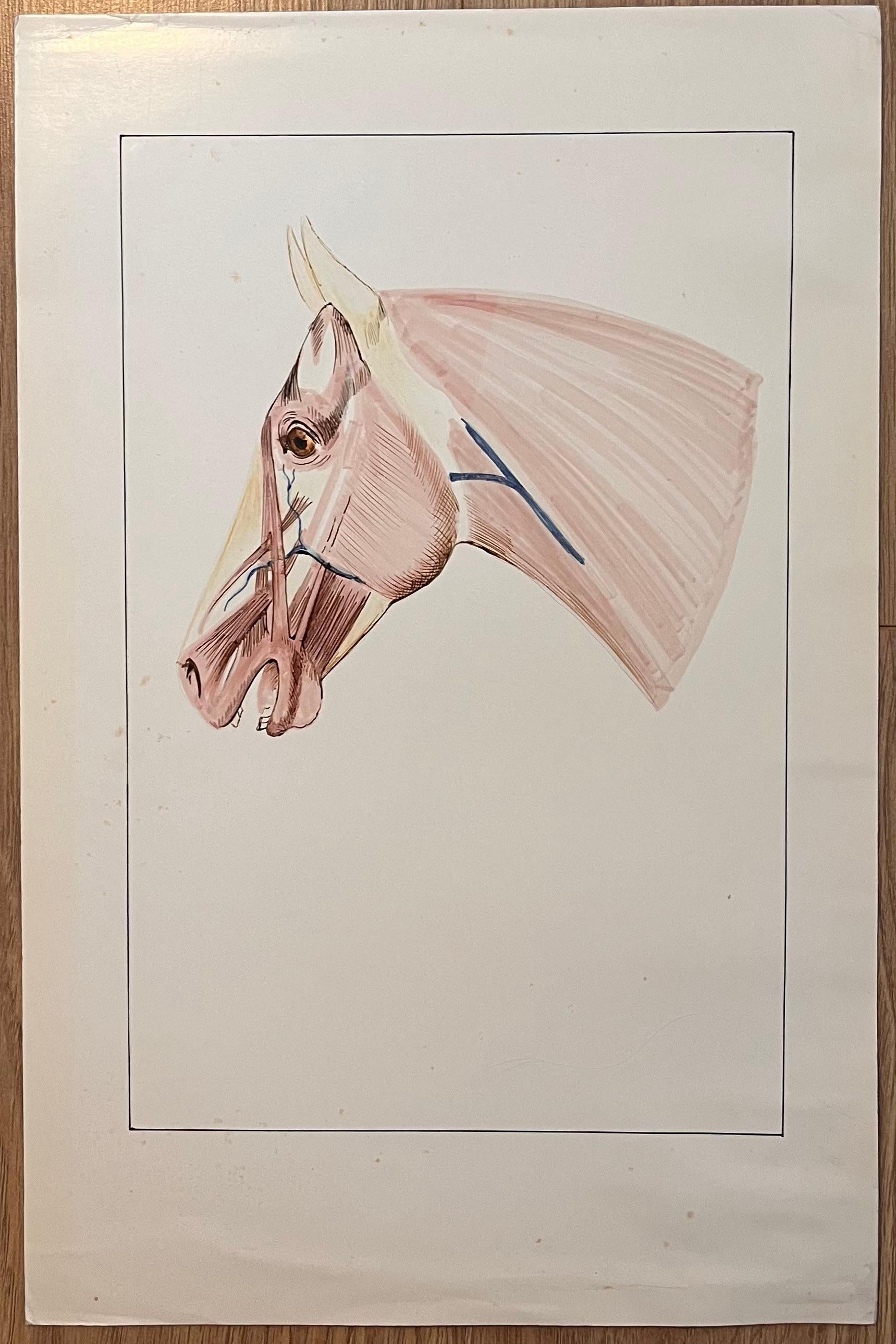 Original French Anatomical Study of Horse's Head - Art by Robert Ladou