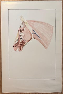 Original French Anatomical Study of Horse's Head