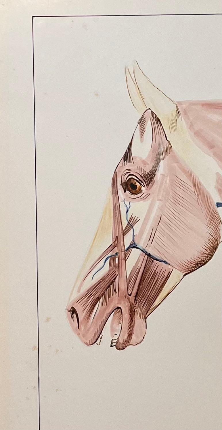 Original French Anatomical Study of Horse's Head - Academic Art by Robert Ladou