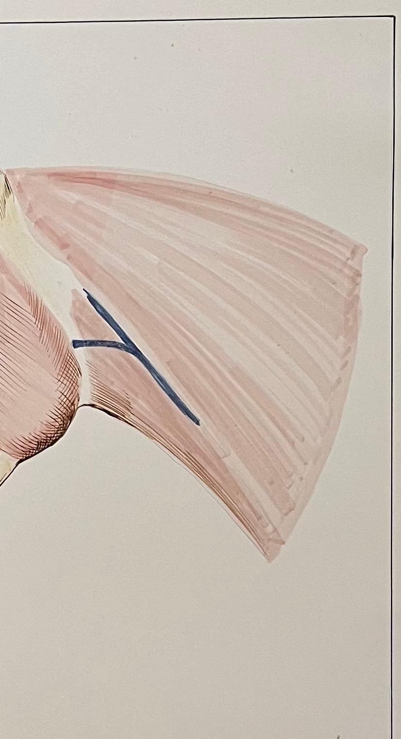 Original French Anatomical Study of Horse's Head - Beige Animal Art by Robert Ladou