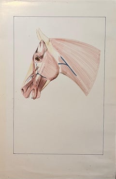 Französische Anatomische französische Studie des Pferdekopfes