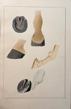 Estudio anatómico original francés del casco del caballo