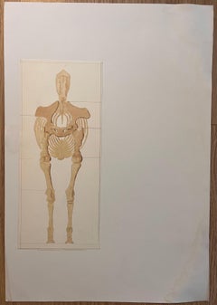 Original French Anatomical Study of Horse's Skeletal Structure