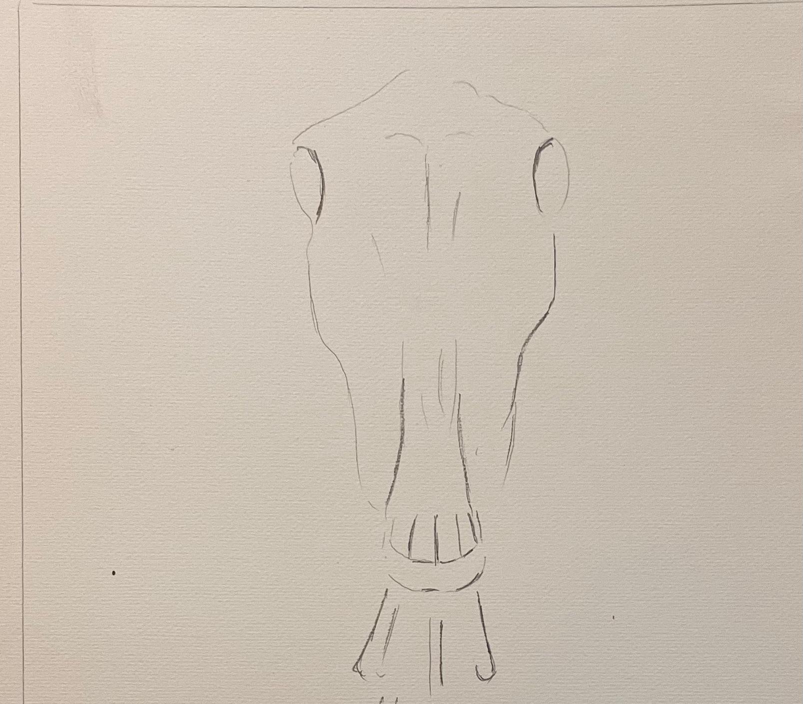 Studio anatomico originale francese del cranio e delle vertebre cervicali del cavallo - Art Accademia di Robert Ladou