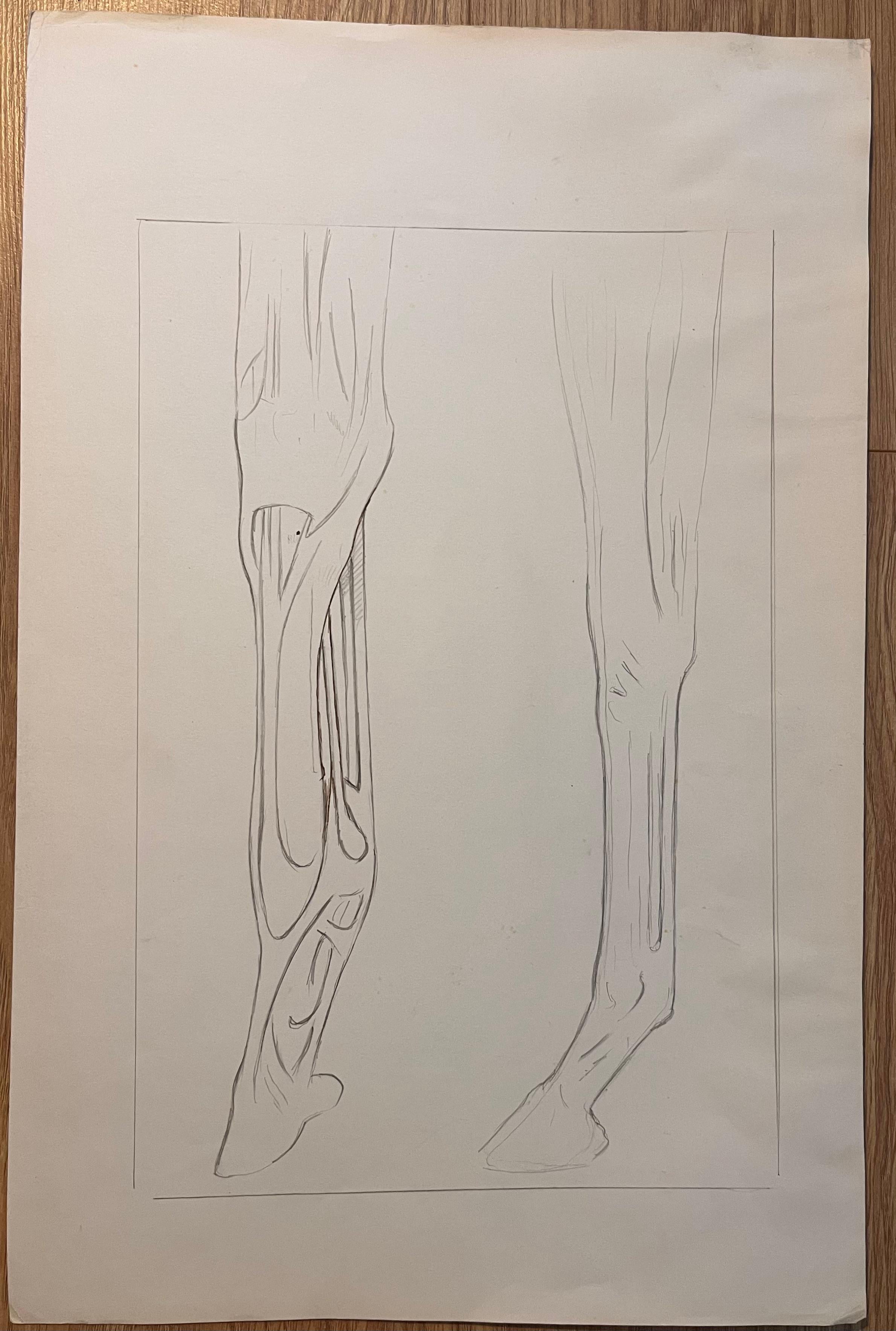 Illustrazioni originali francesi di strutture scheletriche e dentali di un equino - Painting di Robert Ladou