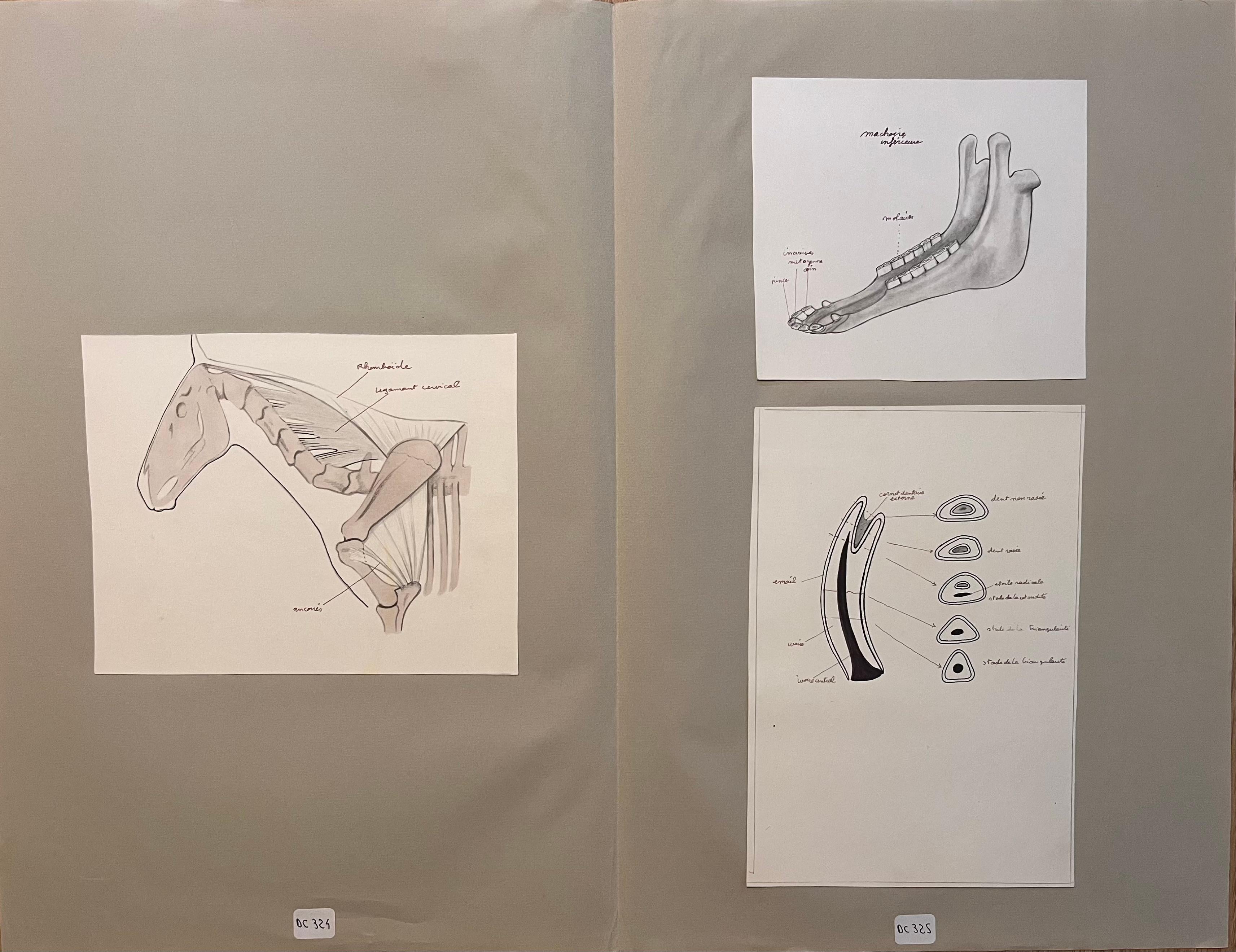 Illustrazioni originali francesi di strutture scheletriche e dentali di un equino
