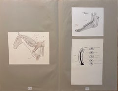 Original französische Illustrationen einer Equine-Gelenk- und Zahnstrukturen