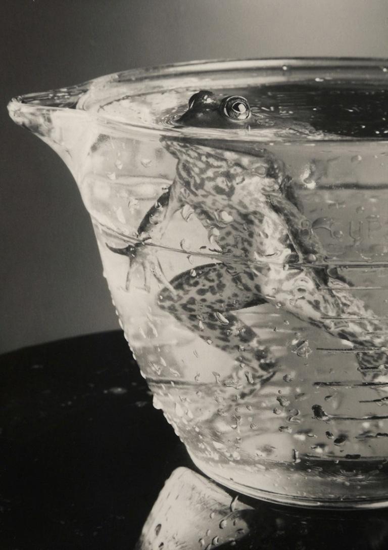 Robert Langham Black and White Photograph - Bullfrog In Beaker - Submerged black & white silver silver gelatin amphibian