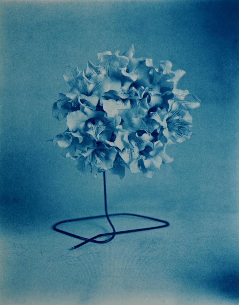 Robert Langham Still-Life Photograph - Catalpa Blooms - Surreal blue cyanotype, catalpa tree flower blossoms