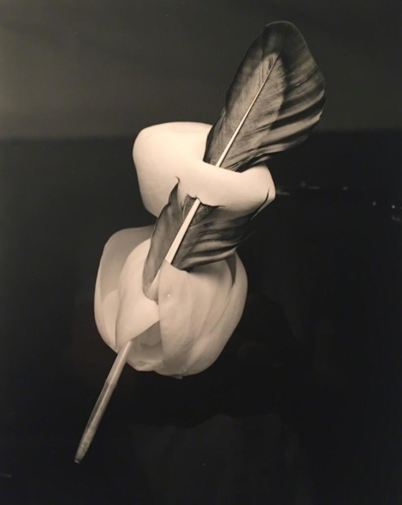 Robert Langham Still-Life Photograph - Feathered Magnolia - Surreal silver gelatin magnolia flower bloom, bird feather