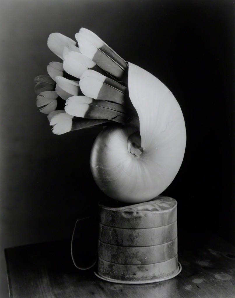 Robert Langham Still-Life Photograph - Feathered Nautilus - Surreal silver gelatin shell w/ feathers balanced on vessel