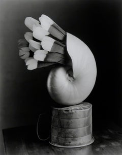 Feathered Nautilus - Surreal silver gelatin shell w/ feathers balanced on vessel