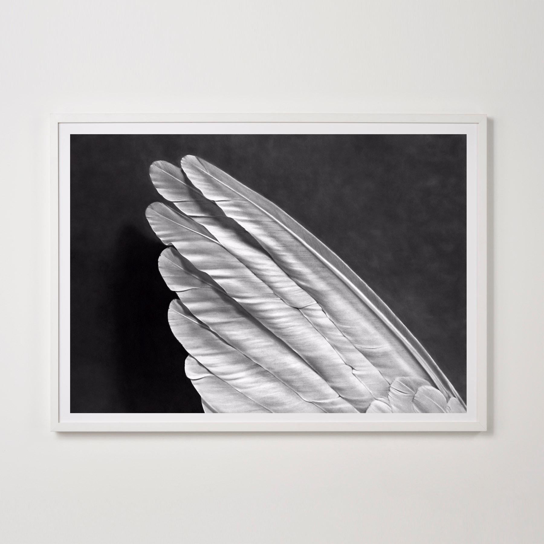 Angel's Wing (Small Version)- Contemporary, 21st Century, , Limited Edition - Print by Robert Longo